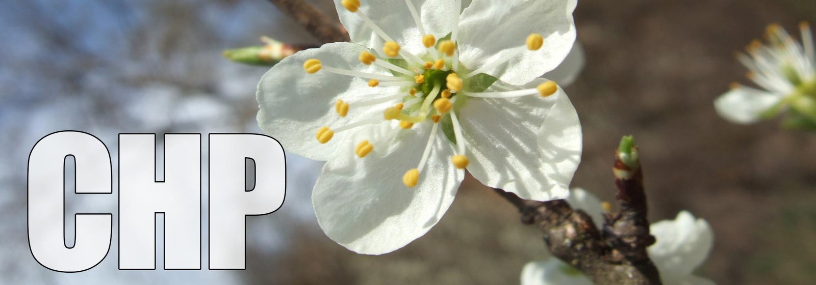 Cherry Plum
