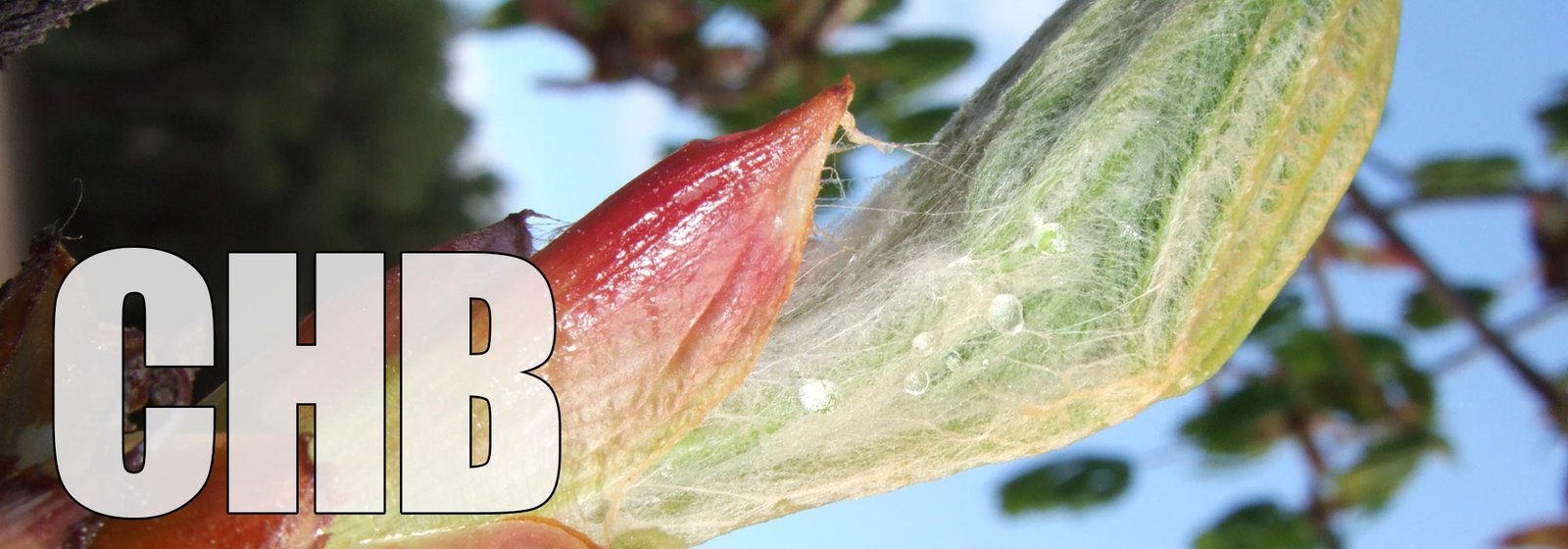 Chestnut Bud