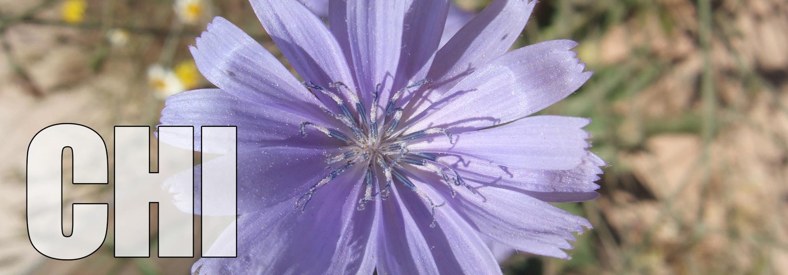 Chicory