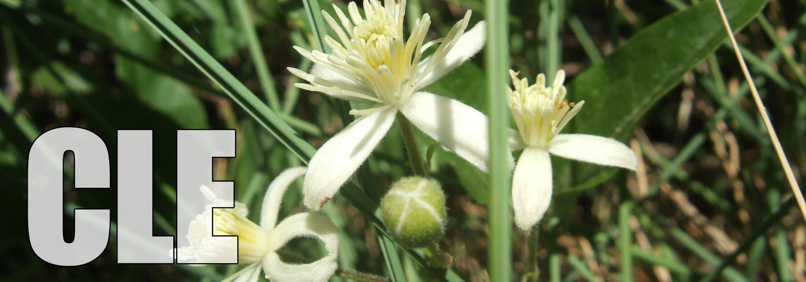 Clematis