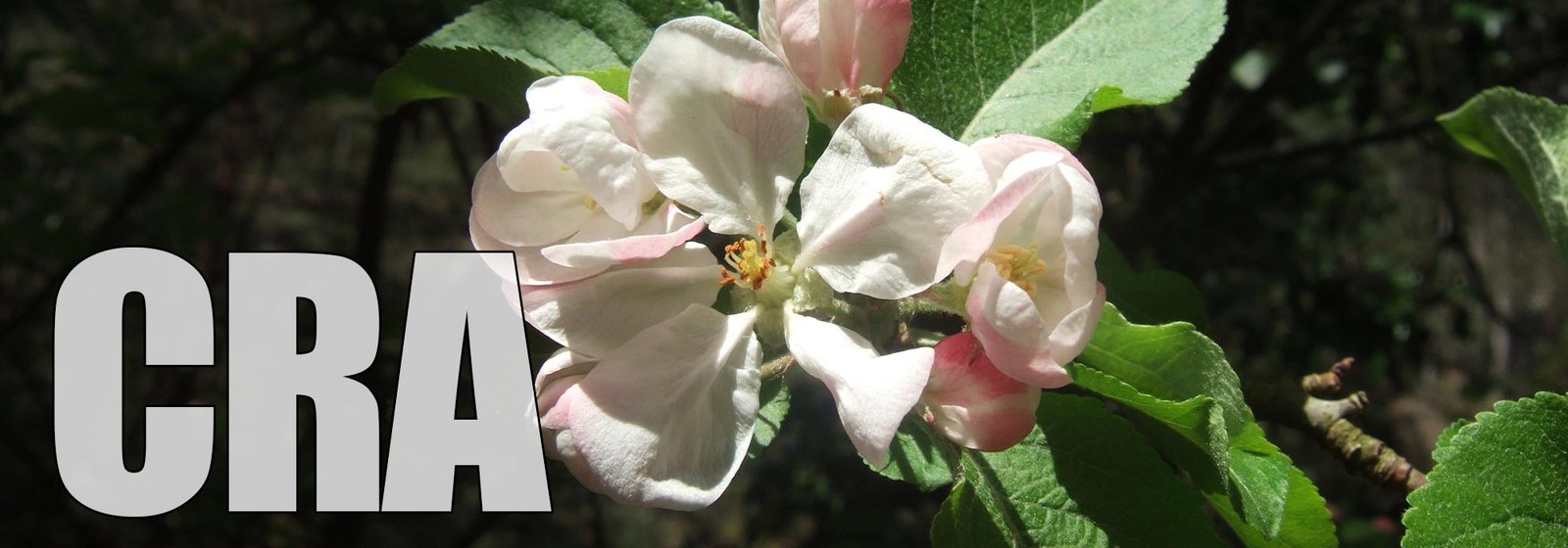 Crab Apple
