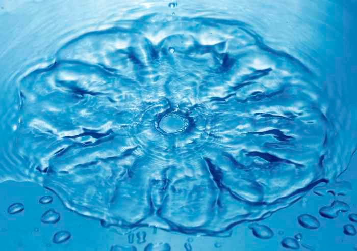 Patrón transpersonal. Flores de Bach