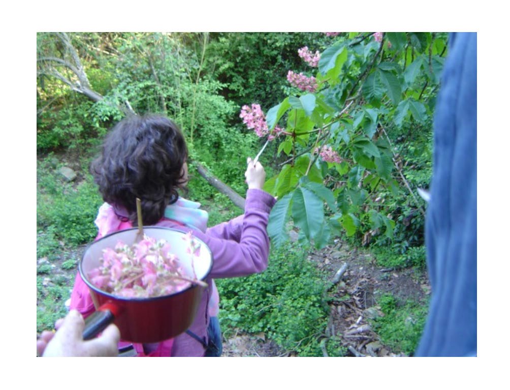 Come faceva il Dr. Bach a sapere a cosa serviva ogni fiore?