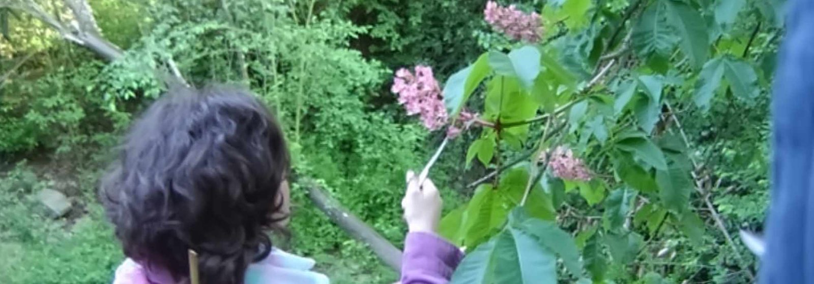 Come faceva il Dr. Bach a sapere a cosa serviva ogni ﬁore?