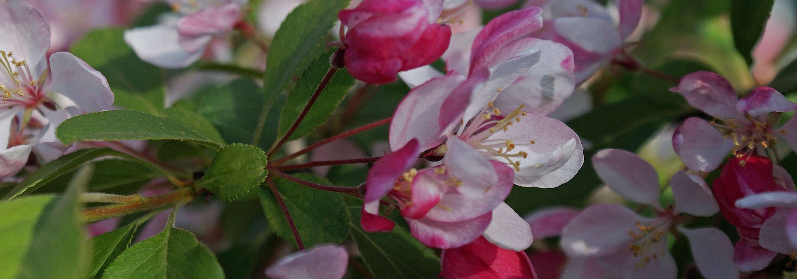 Crab Apple. Il cammino della luce