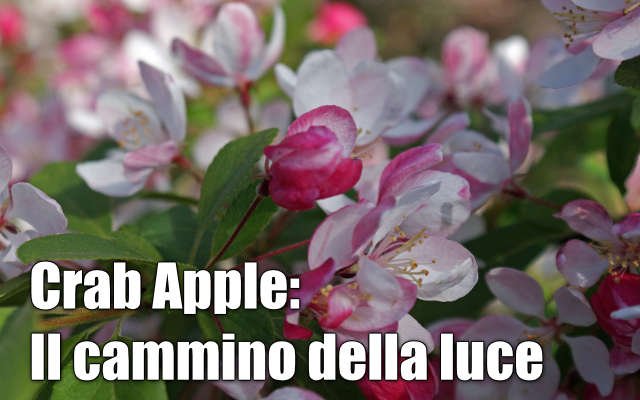 Come sono andati i fiori?