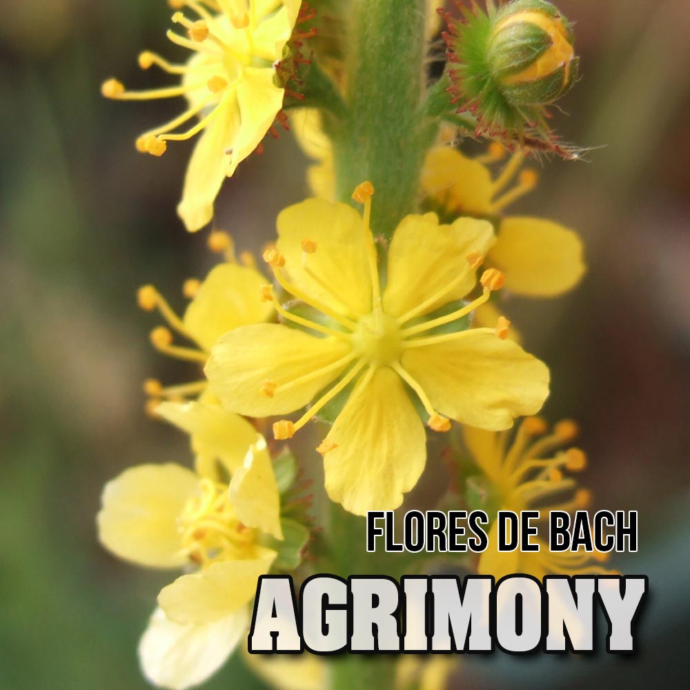 Flores de Bach: Agrimony