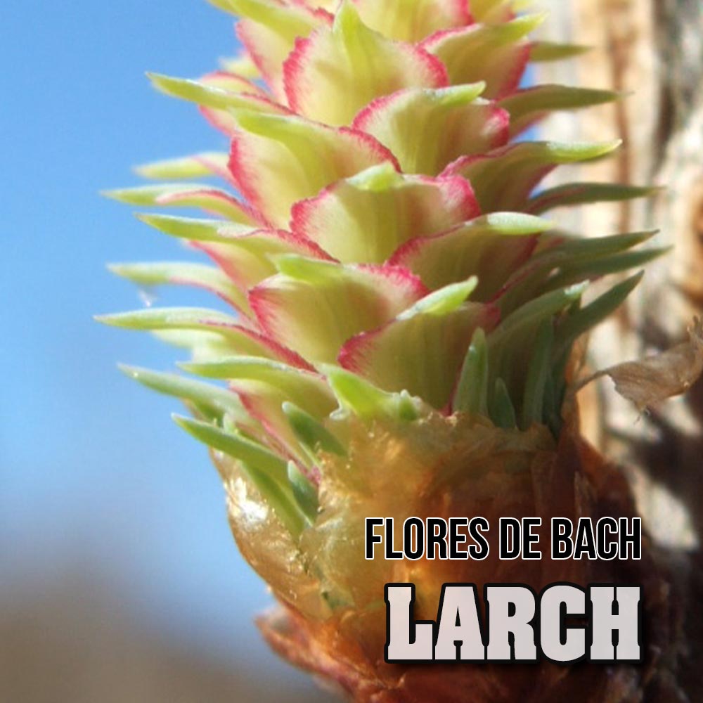 Flores de Bach: Larch 